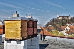 Izzivi čebelarjenja v Ljubljani